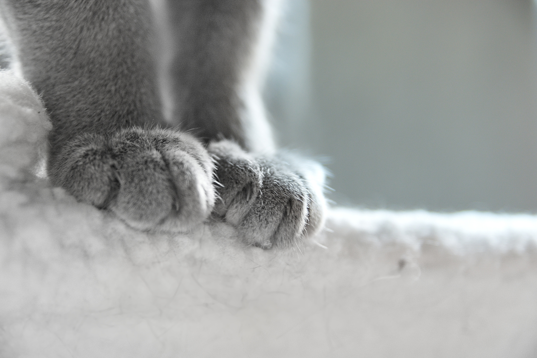 cat's paw