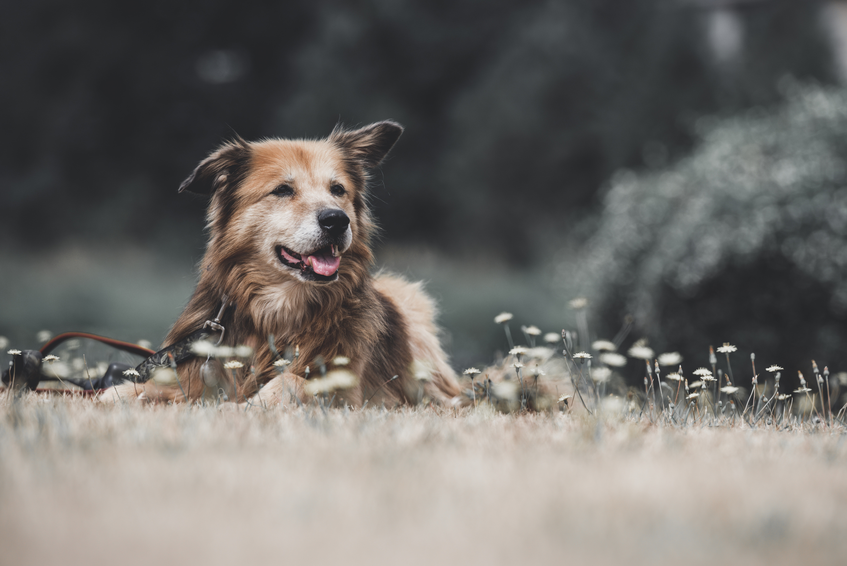 Old dog in field