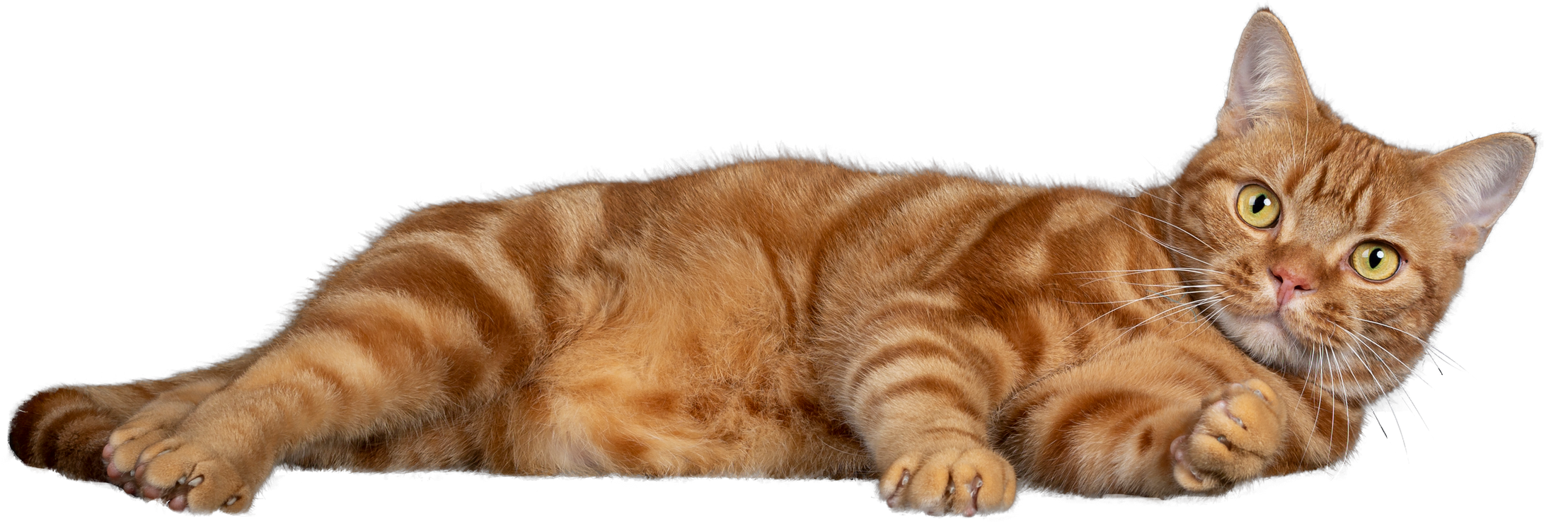Orange Tabby Cat Lying Down  Cutout