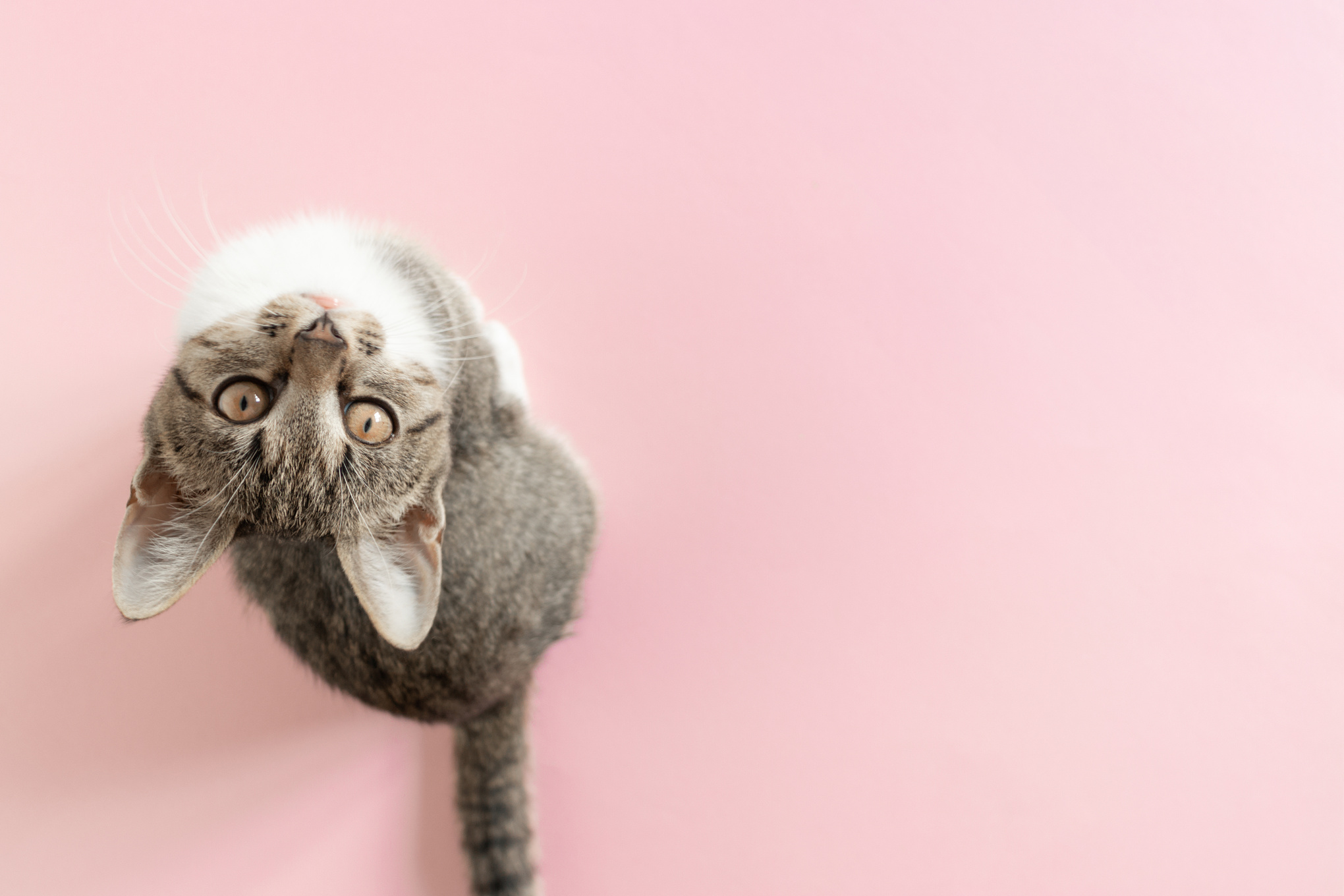 Cat Looking Up on Pink Background 